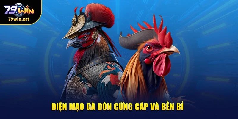 Diện mạo gà đòn cứng cáp và bền bỉ